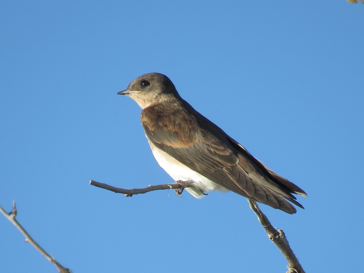 Northern Rough-winged Swallow - Bryant Olsen