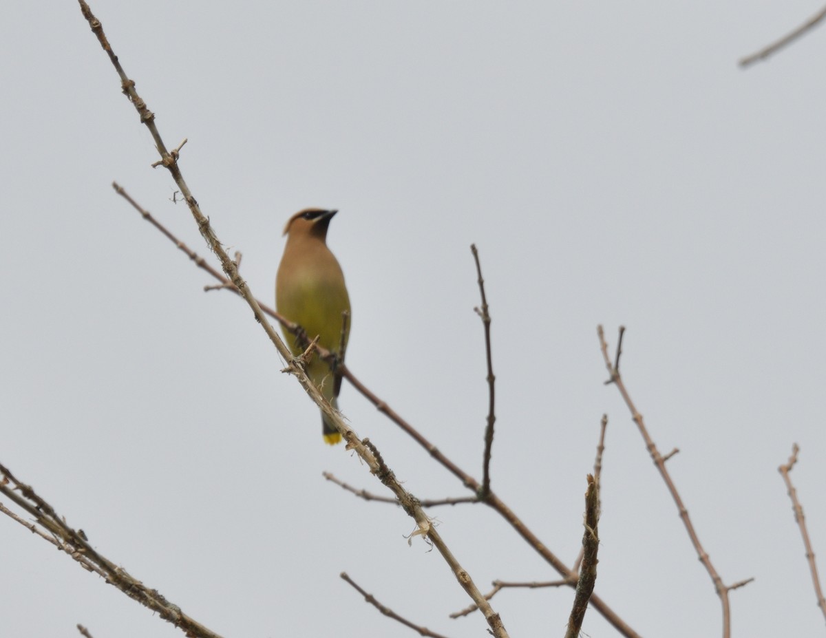 Cedar Waxwing - ML594273201