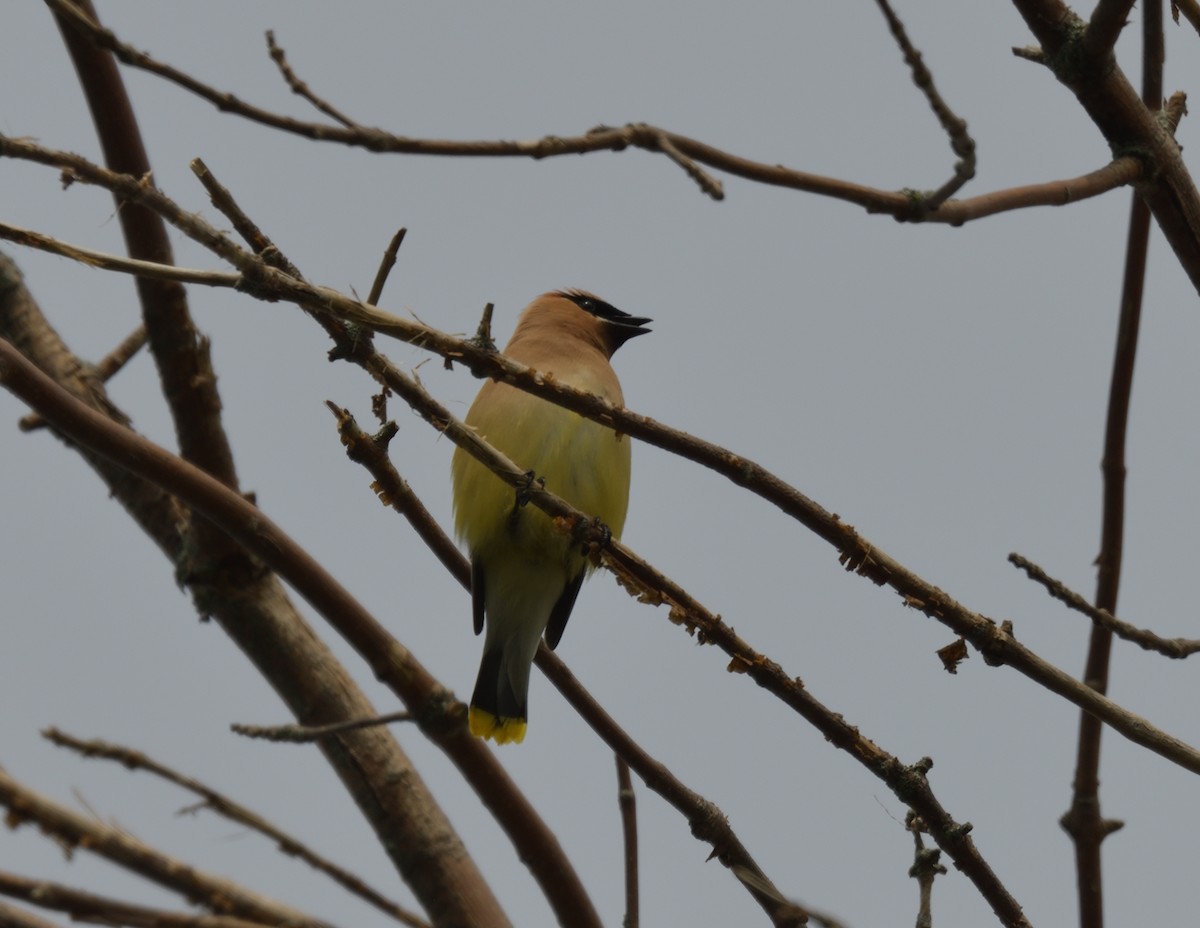 Cedar Waxwing - ML594273211