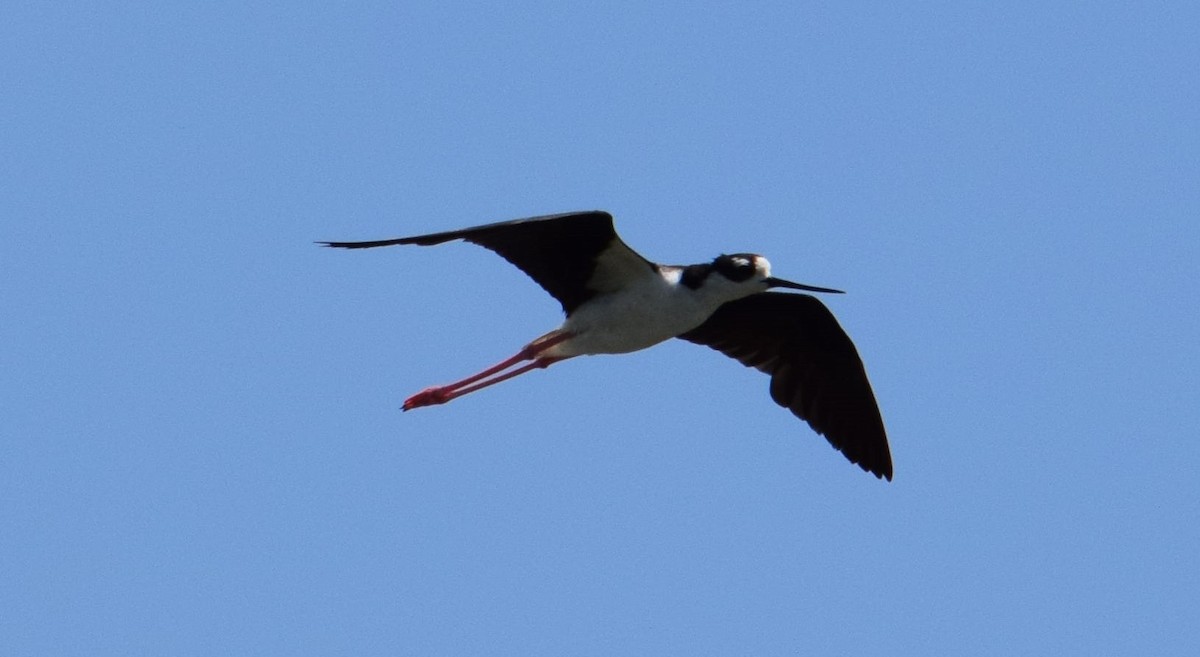 Black-necked Stilt - ML594273231