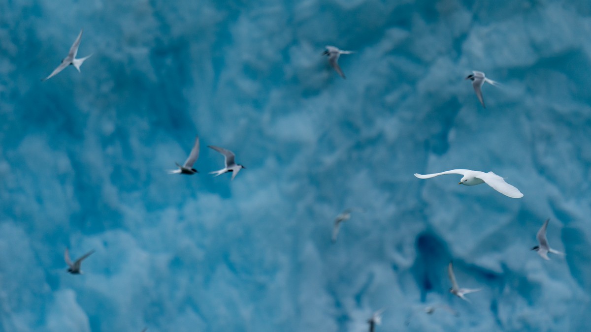 Ivory Gull - ML594273721