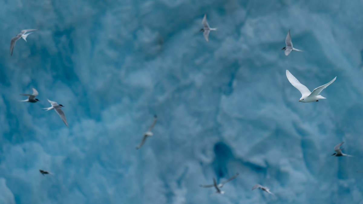 Ivory Gull - ML594273751