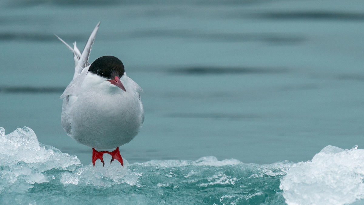 Arctic Tern - ML594274081