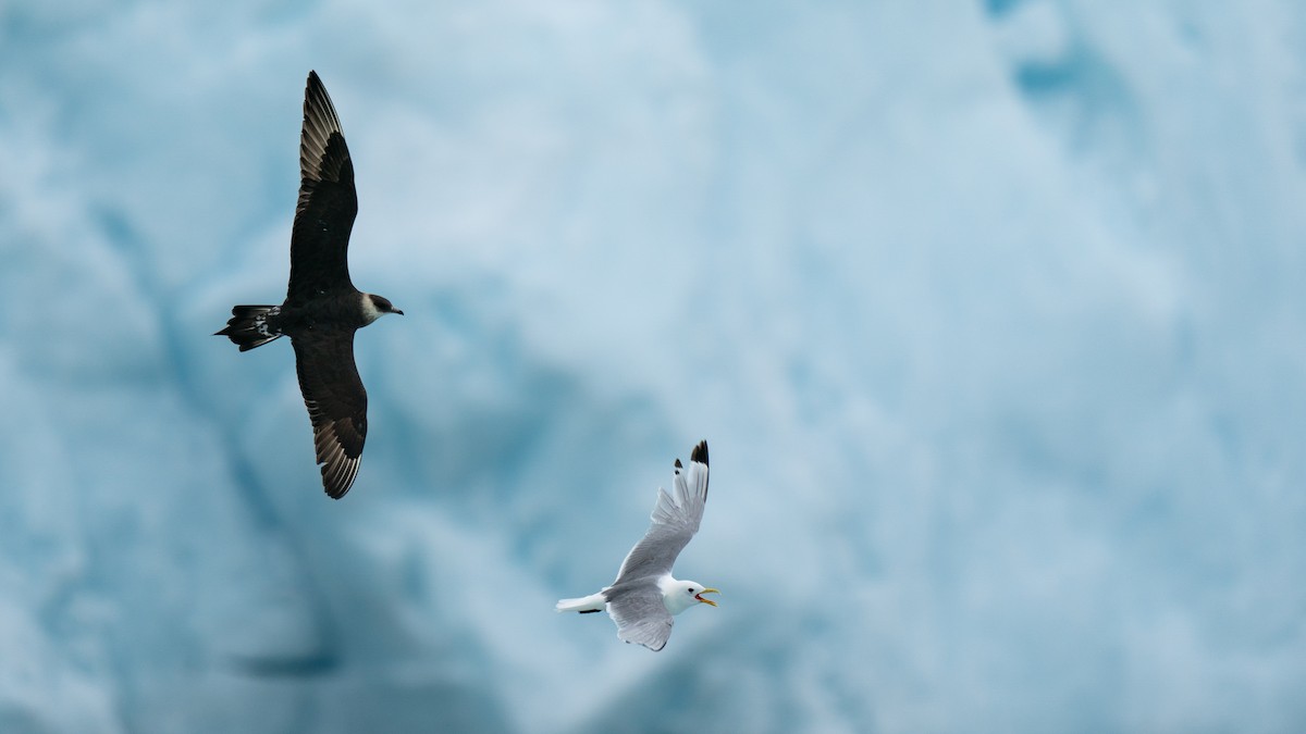 Parasitic Jaeger - ML594274221