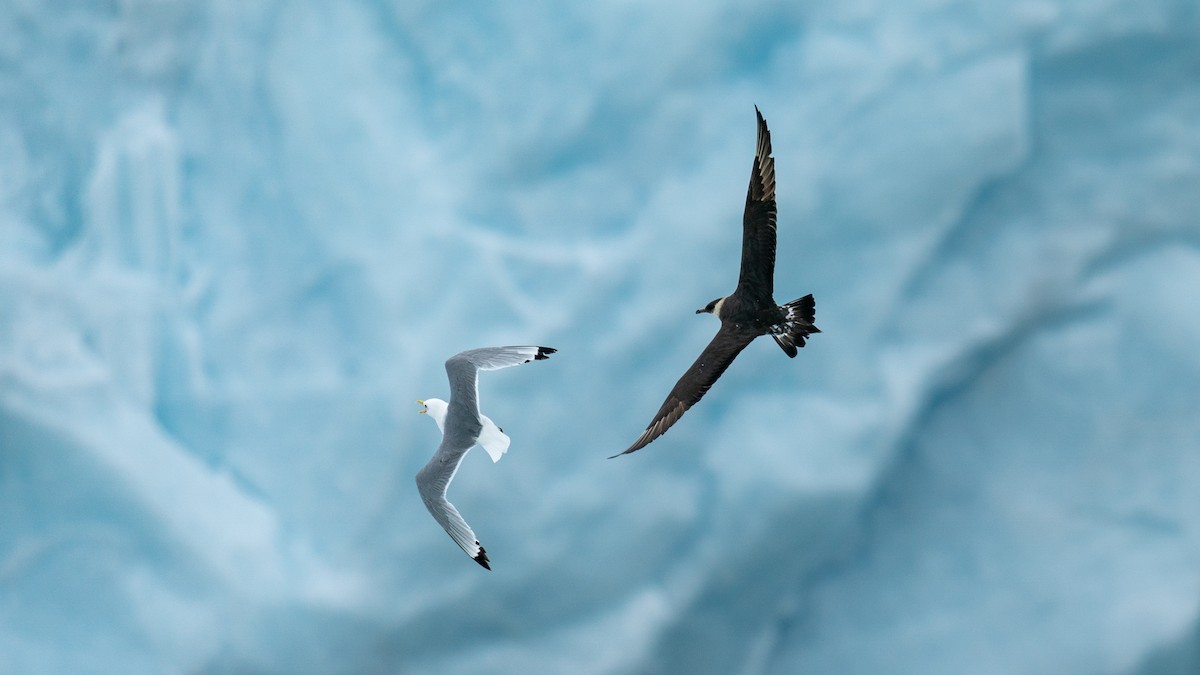 Black-legged Kittiwake - ML594274311