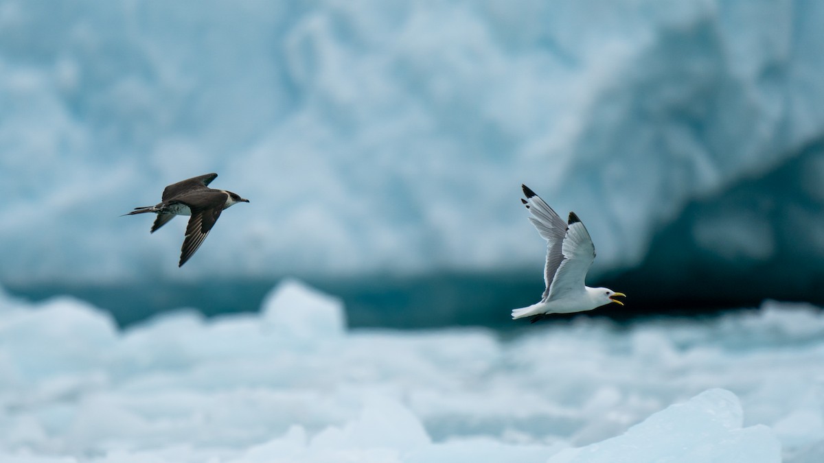 Black-legged Kittiwake - Javier Cotin