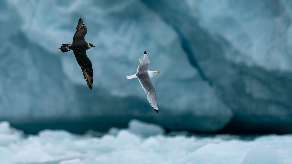 Black-legged Kittiwake - ML594274341