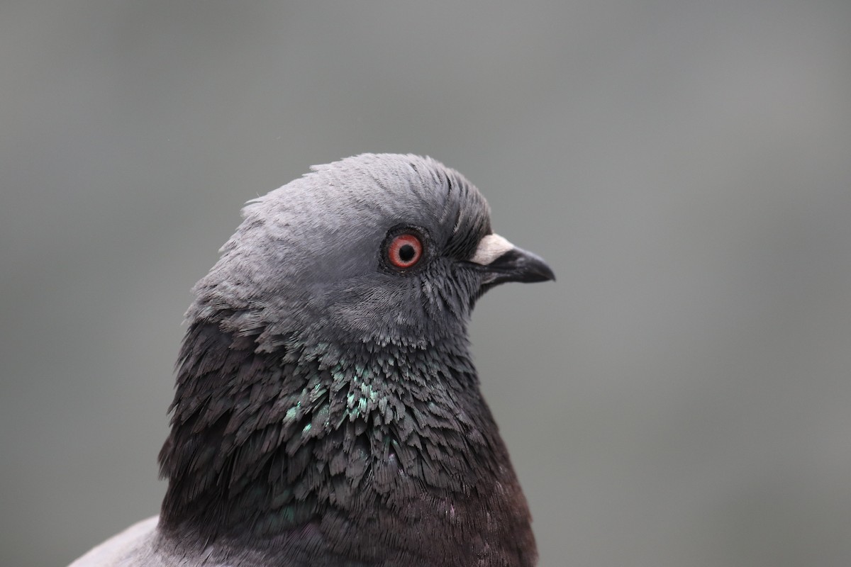 Rock Pigeon (Feral Pigeon) - ML594274381