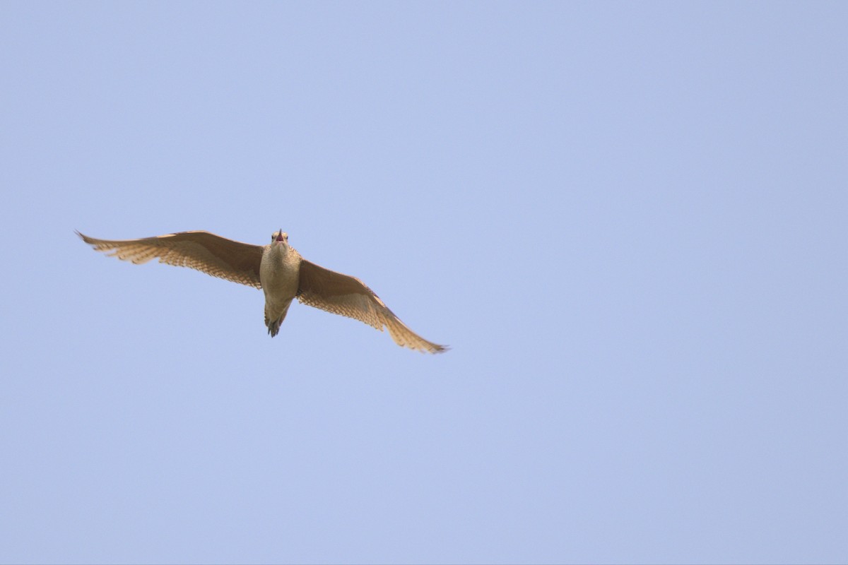 Long-billed Curlew - ML594274891