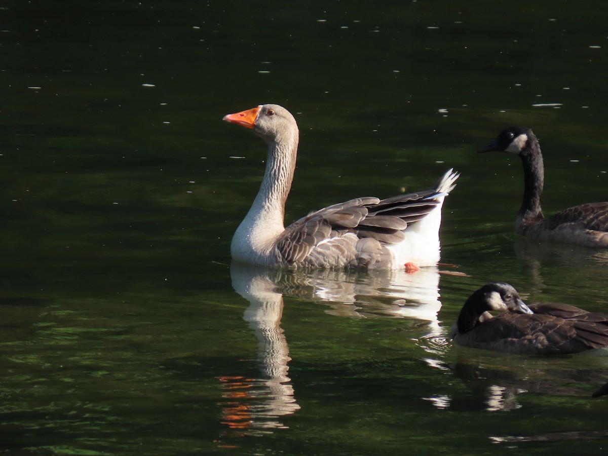 Graylag Goose (Domestic type) - Doug Graham