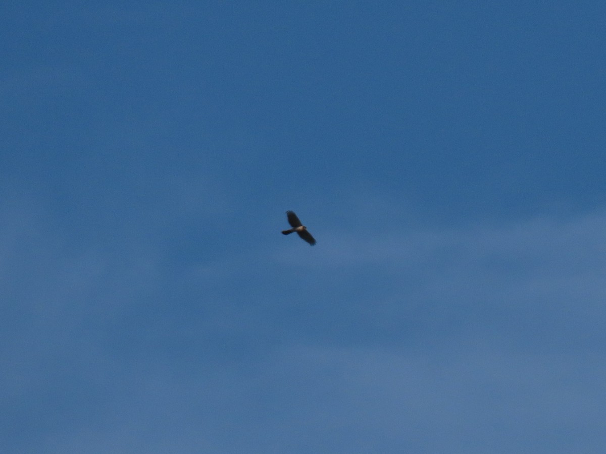 Cooper's Hawk - ML594277071