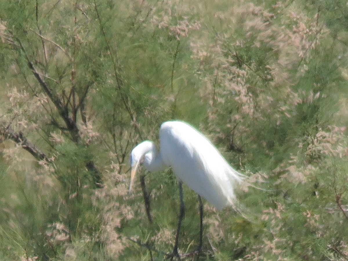 Great Egret (American) - ML594277261