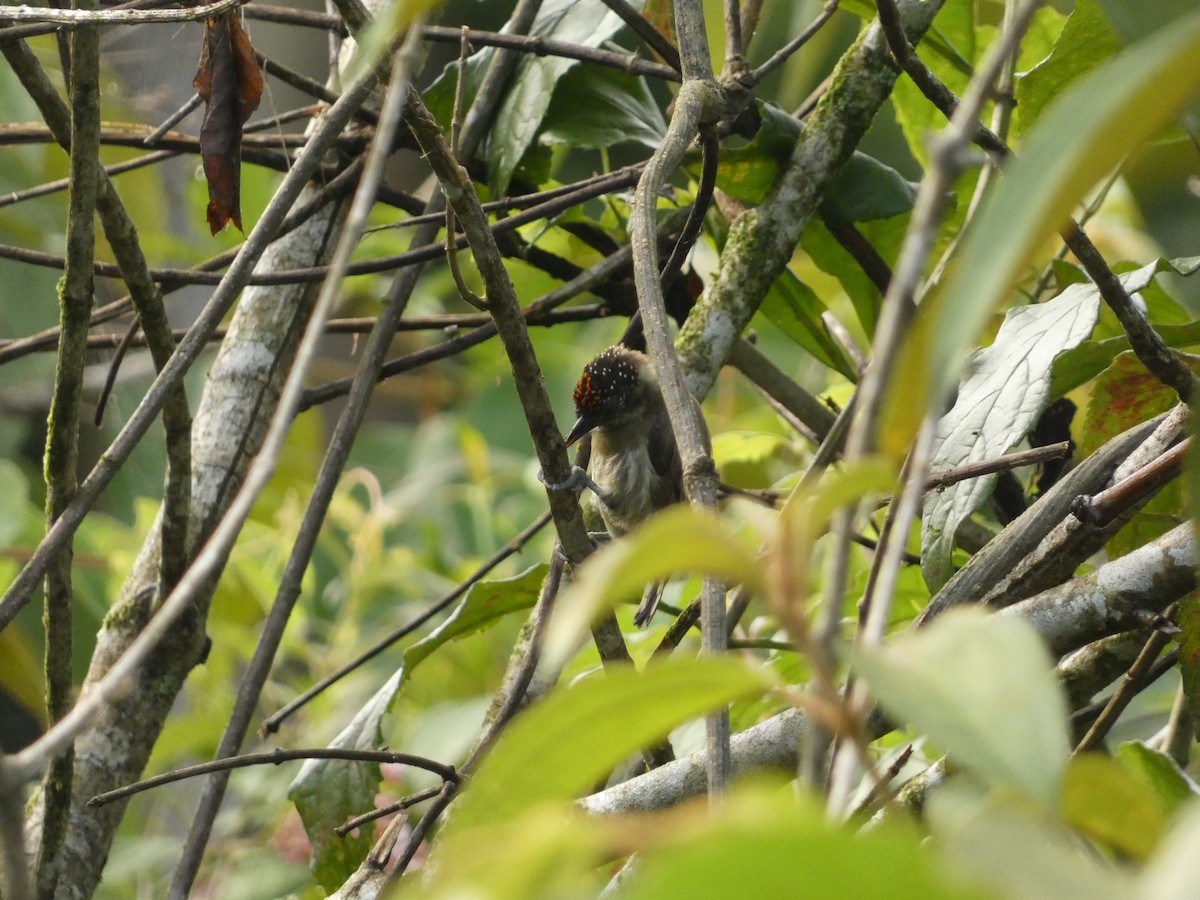 Olivaceous Piculet - Mattis Pagany