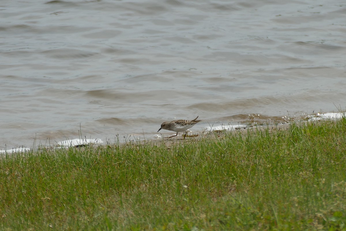 Least Sandpiper - ML594277471