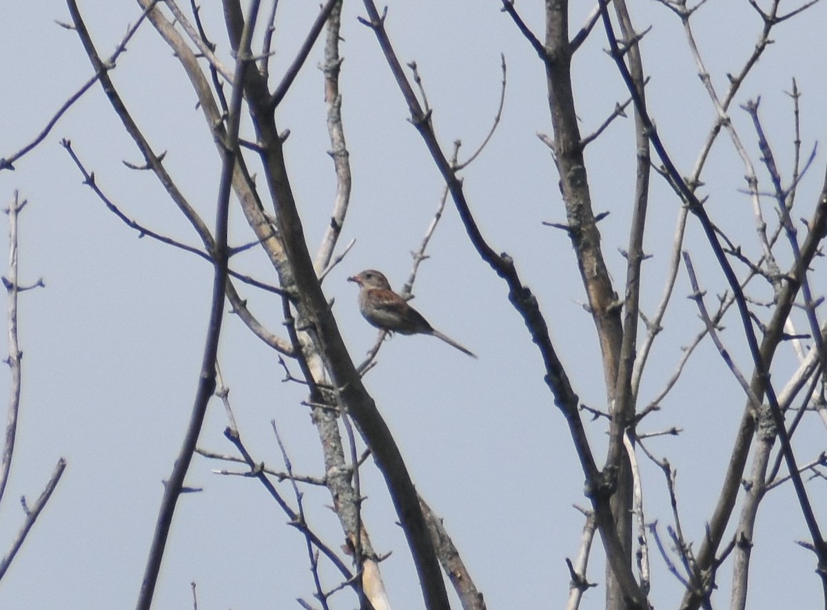 Field Sparrow - ML594279321