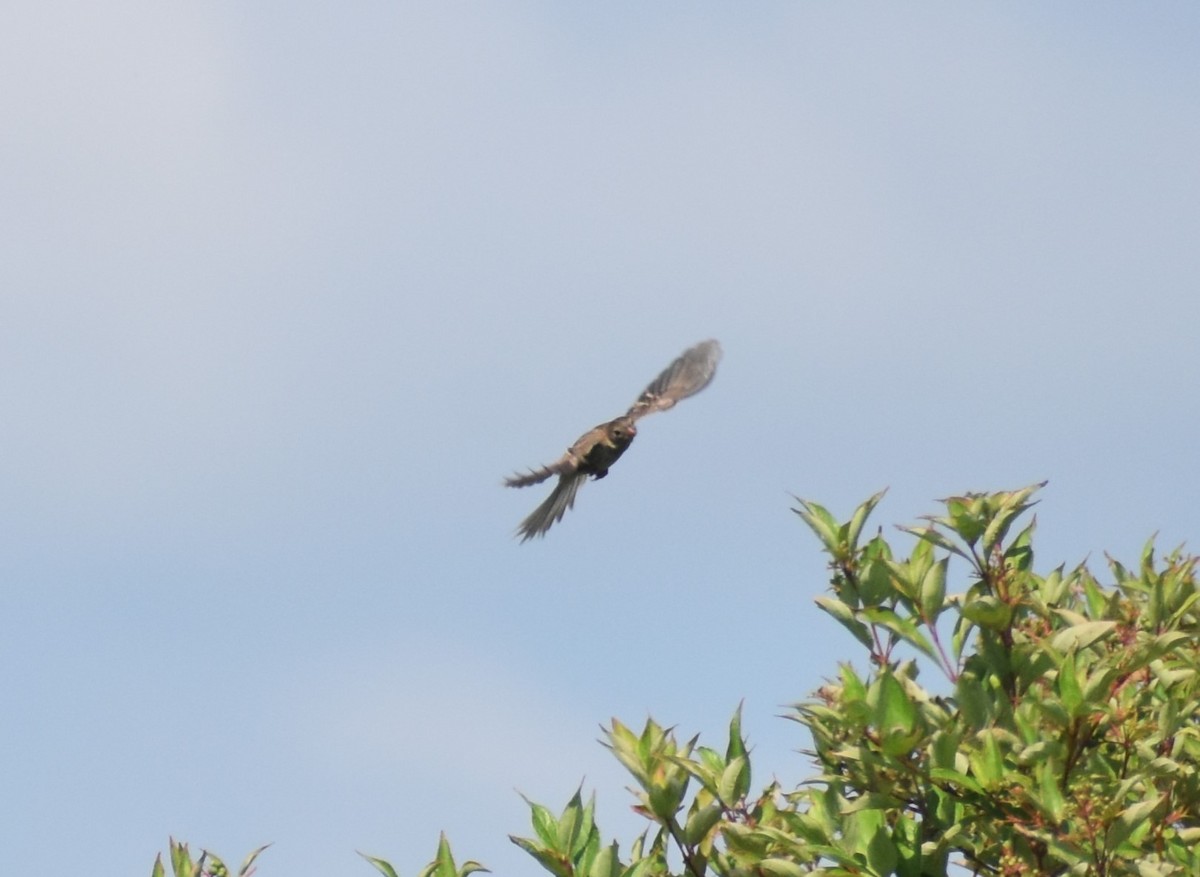 Field Sparrow - ML594279411