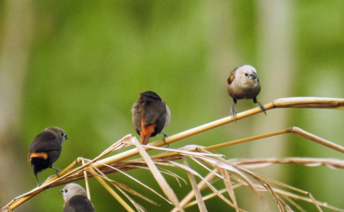 Gray-headed Munia - ML594280121