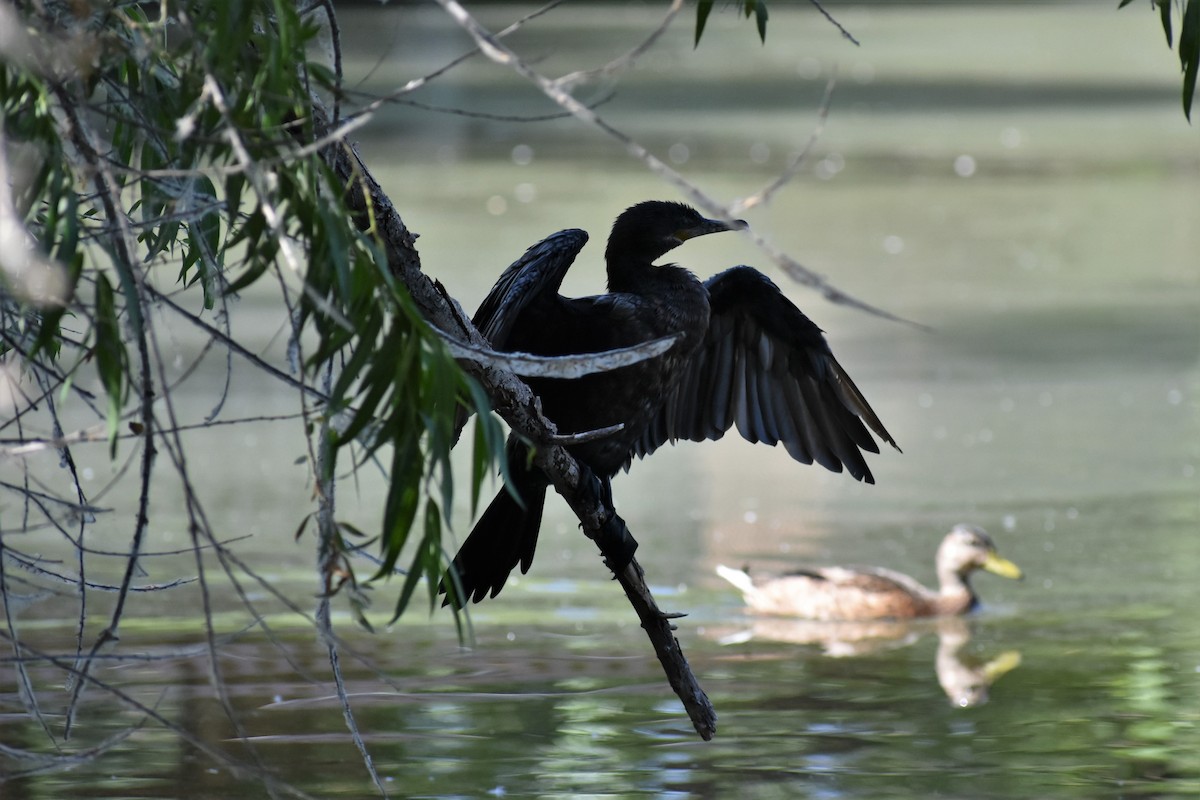 Neotropic Cormorant - ML594280421