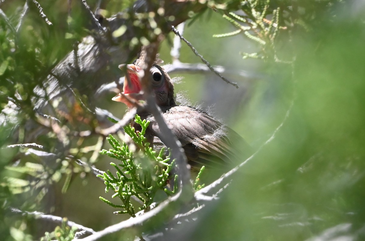 Northern Cardinal - ML594280901