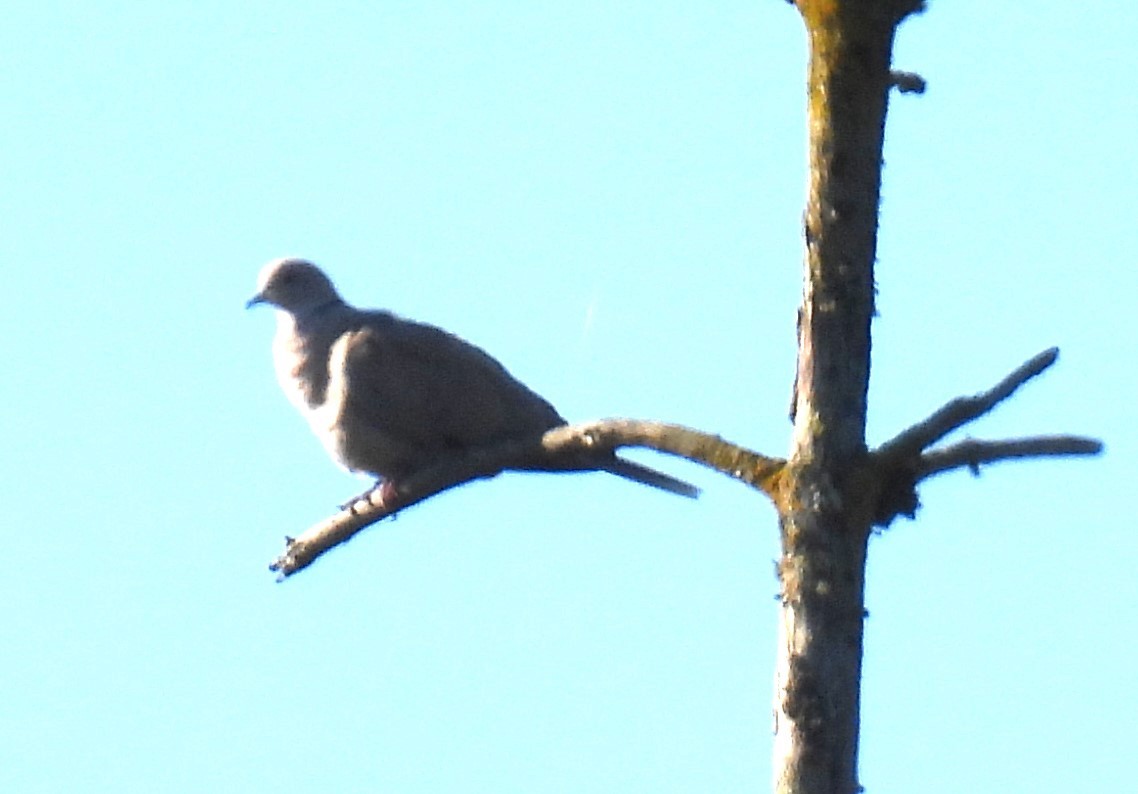 Eurasian Collared-Dove - ML594282531