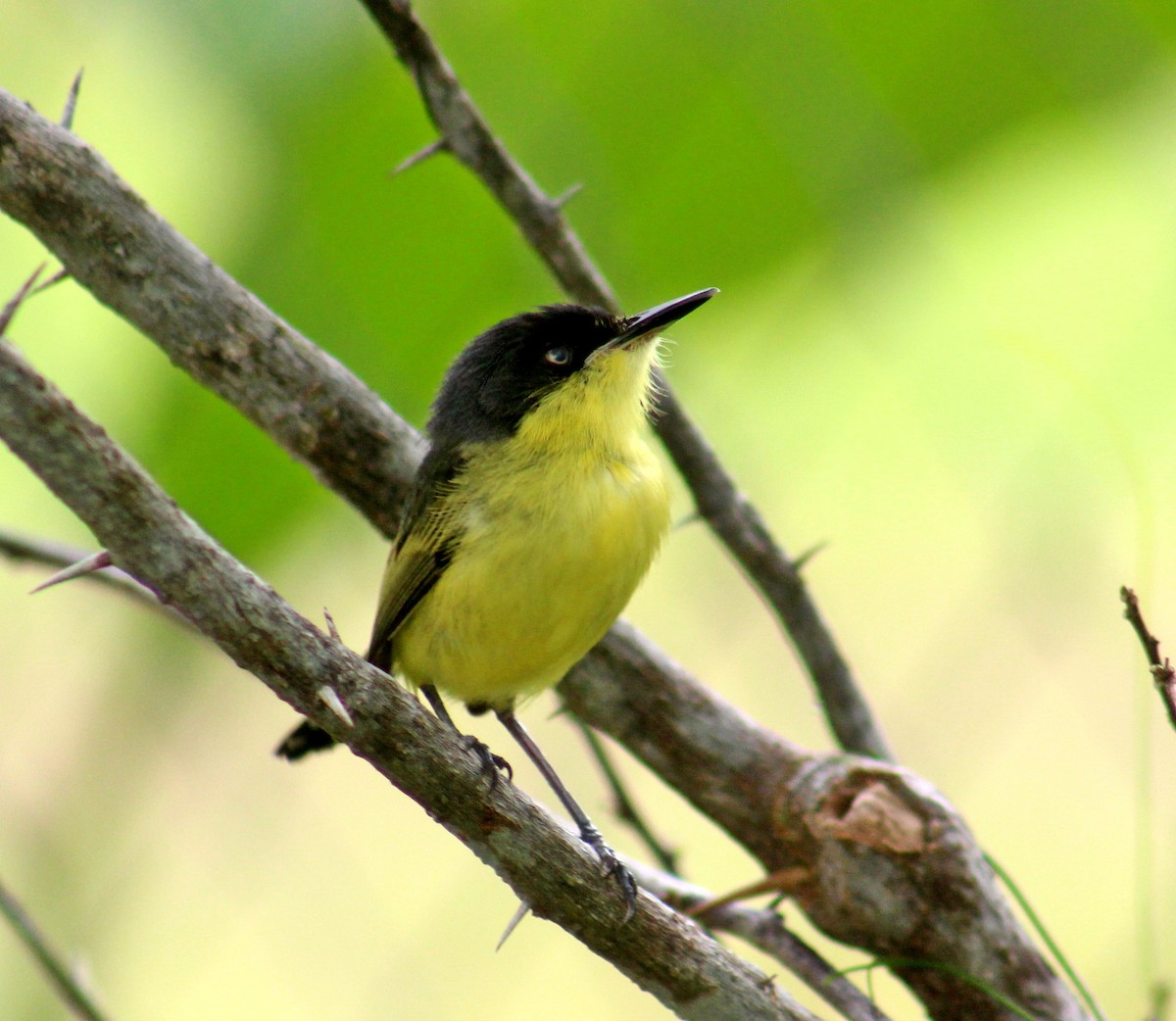 Common Tody-Flycatcher - Gerry Collins