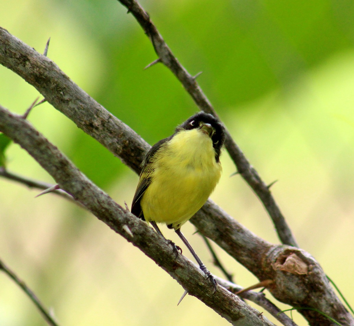 Common Tody-Flycatcher - Gerry Collins