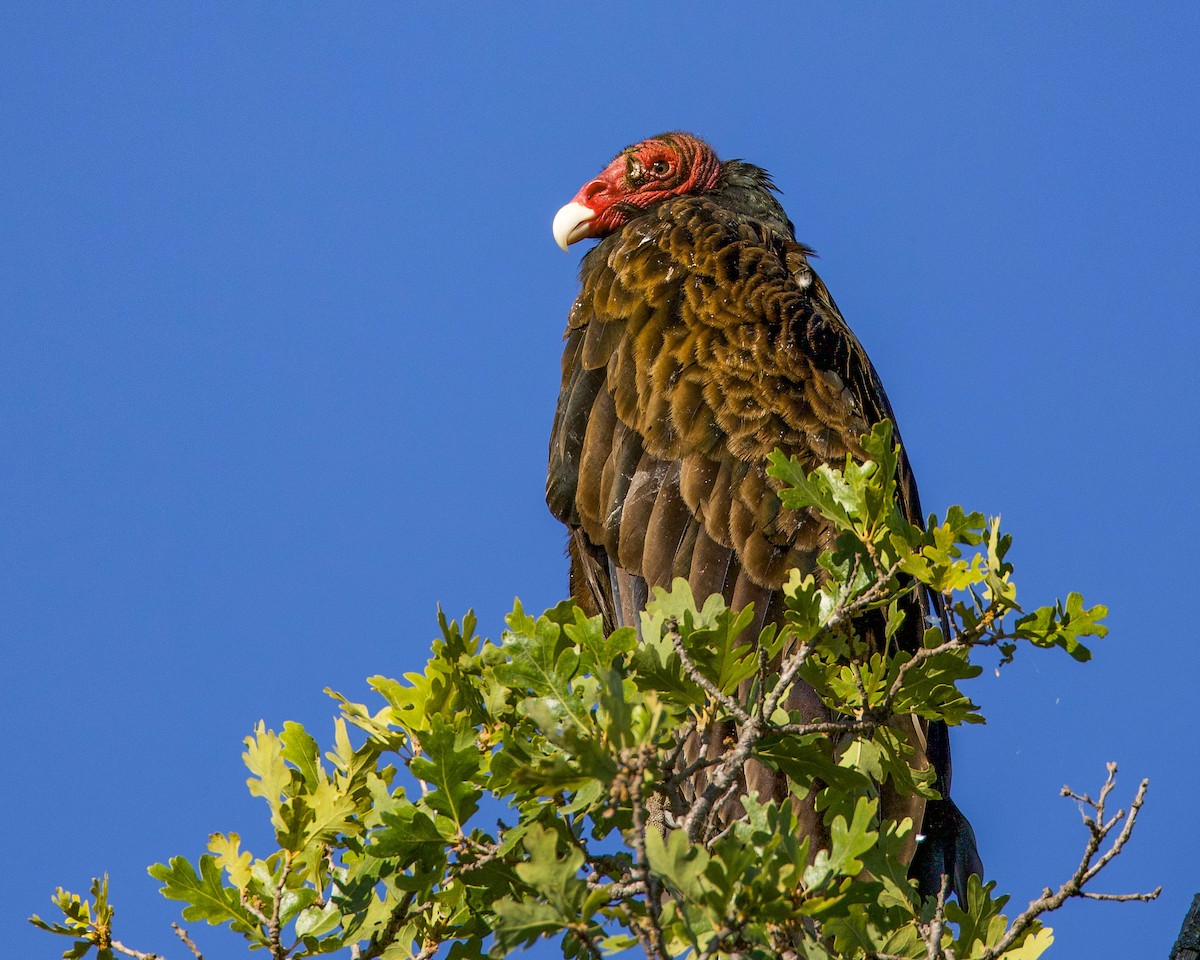 Urubu à tête rouge - ML594285241