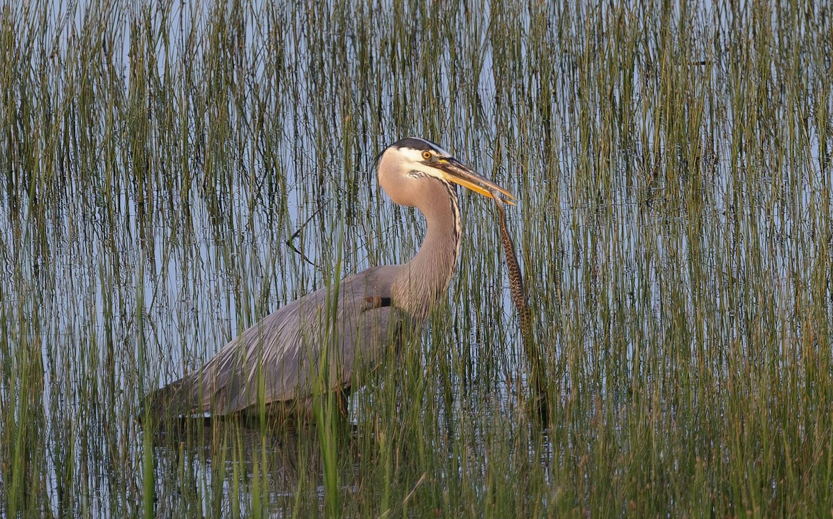 Great Blue Heron - ML594286441