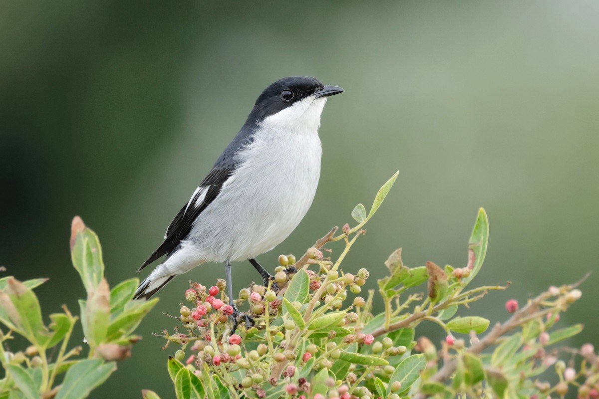 Fiscal Flycatcher - ML594287631