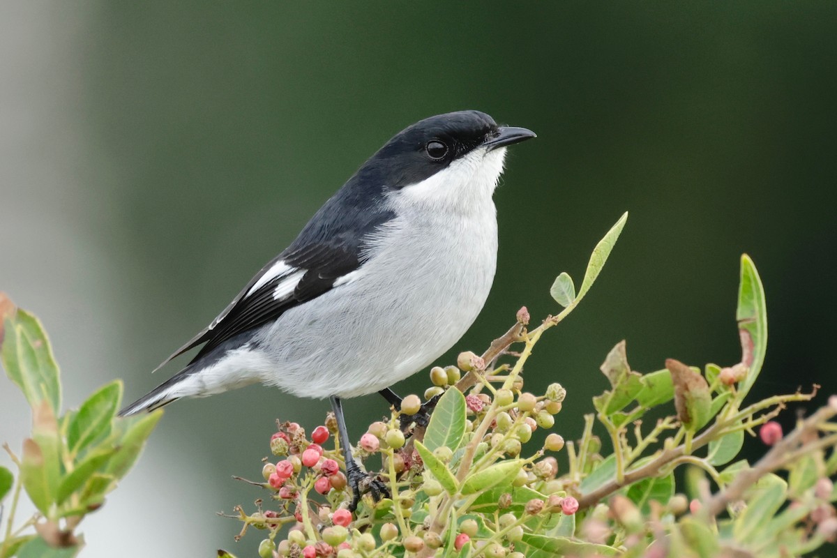 Fiscal Flycatcher - ML594287641