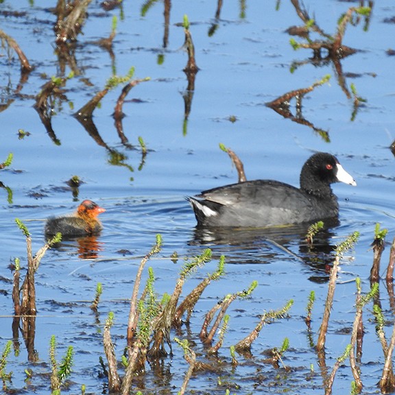 American Coot - ML594288701