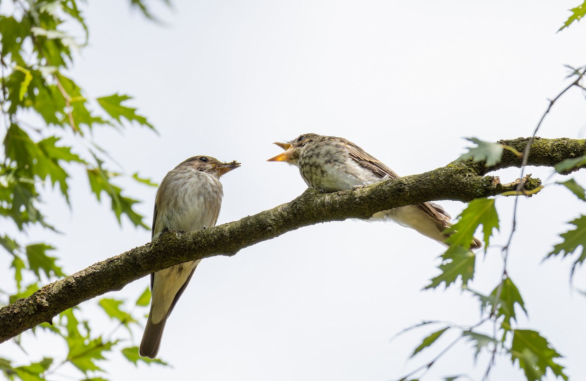 Spotted Flycatcher - ML594290341