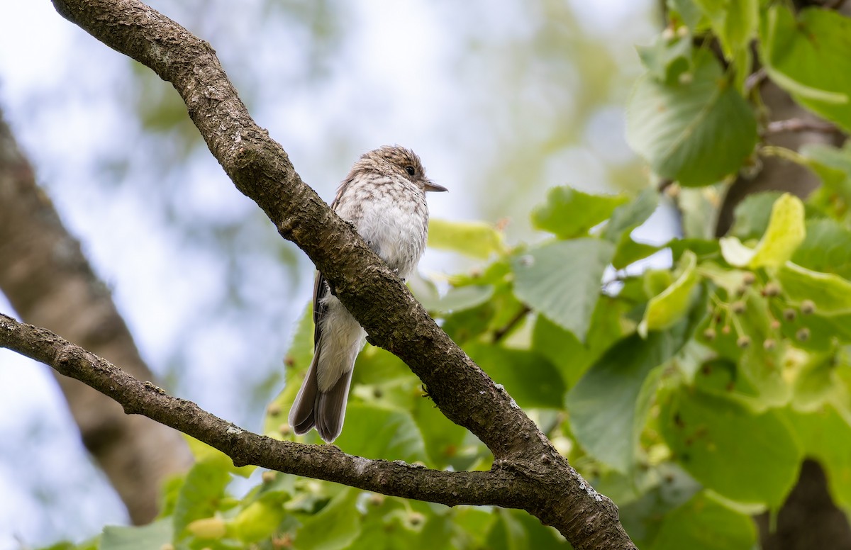 Spotted Flycatcher - Marvin Johanning