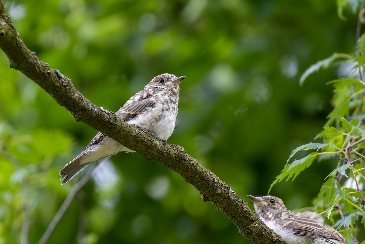 Spotted Flycatcher - Marvin Johanning