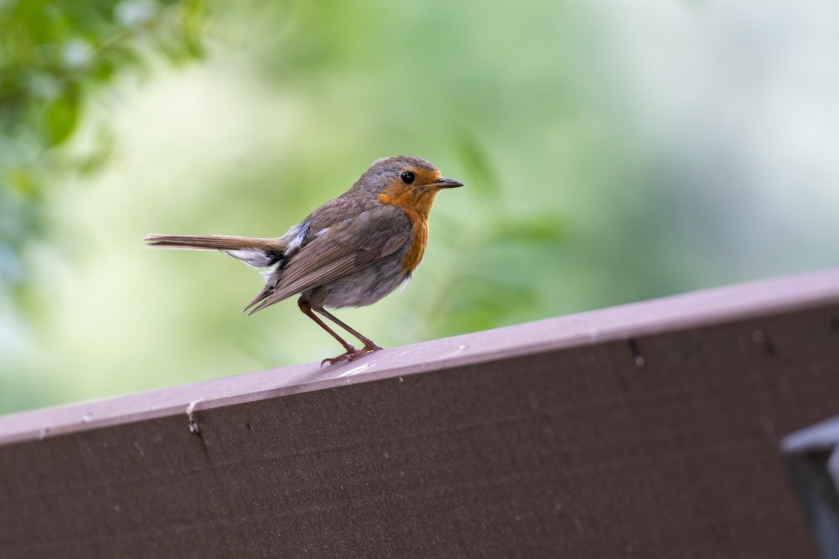 European Robin - ML594290691