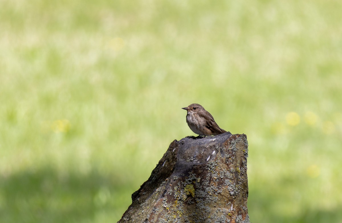 Spotted Flycatcher - ML594290921