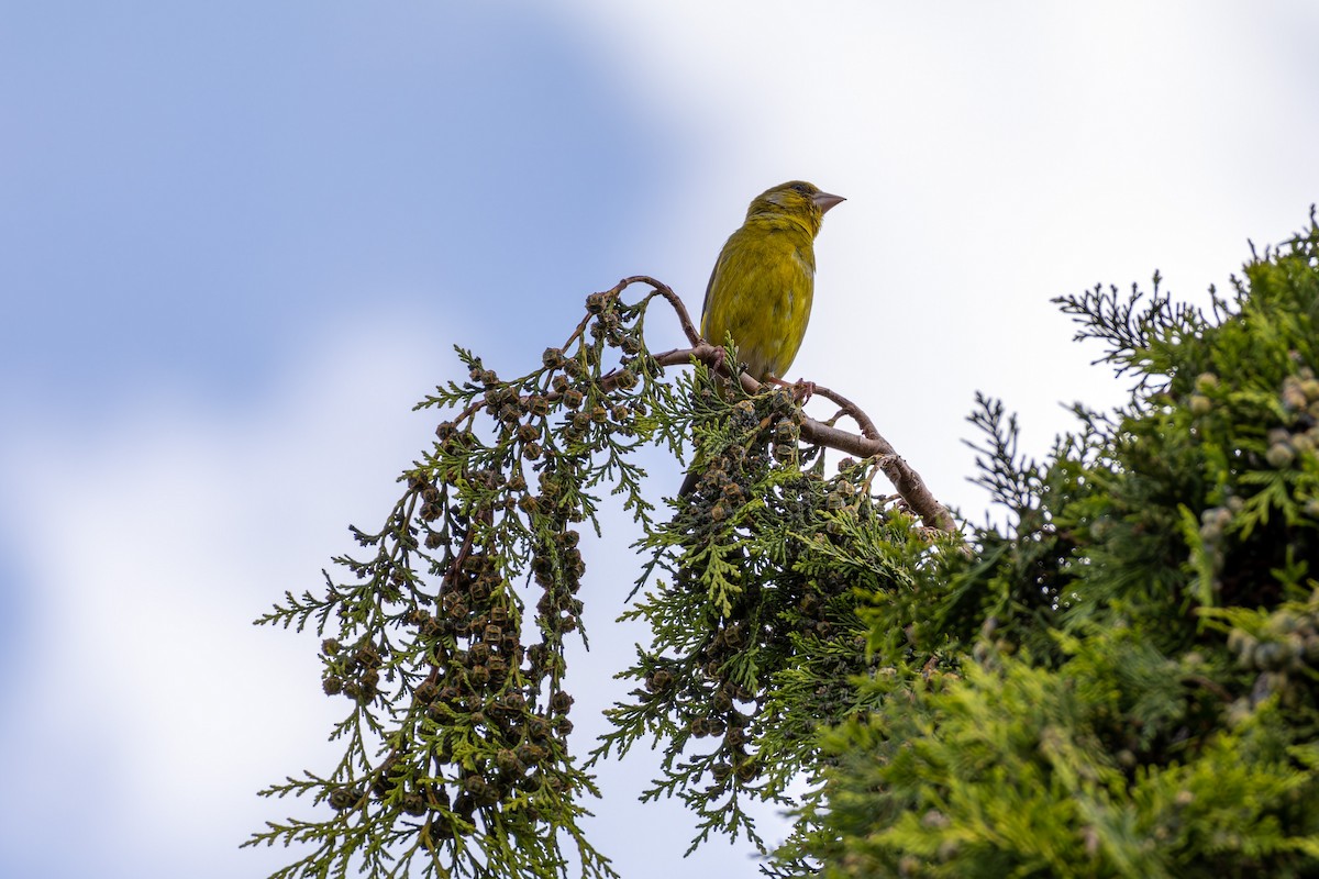 European Greenfinch - ML594291071