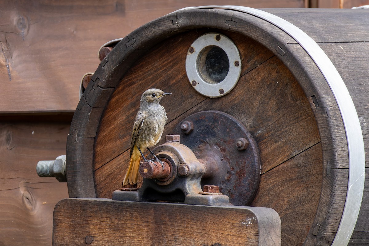 Black Redstart - Marvin Johanning