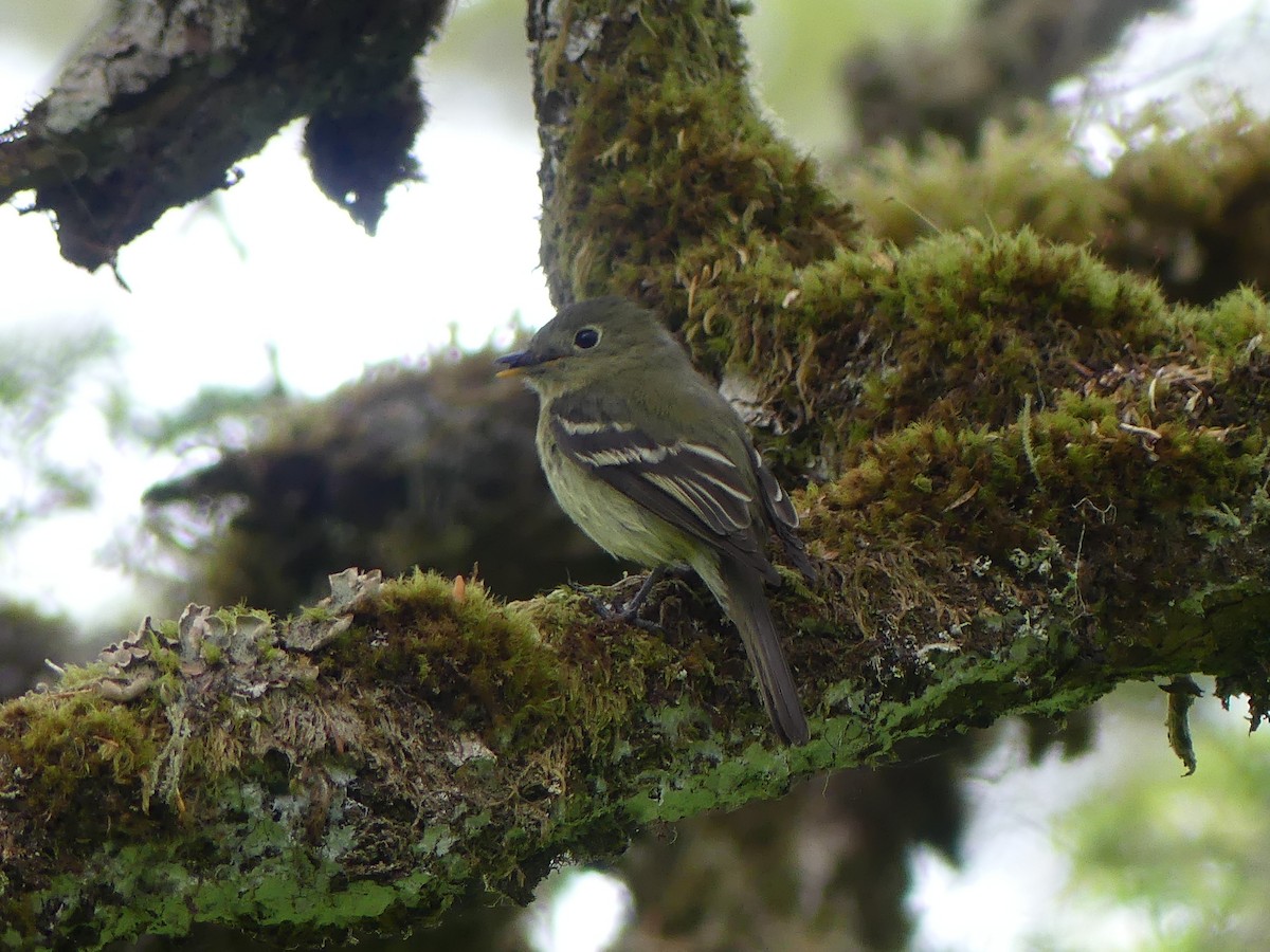 Yellow-bellied Flycatcher - Gus van Vliet