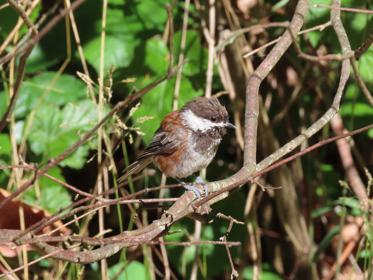 Chestnut-backed Chickadee - ML594292261