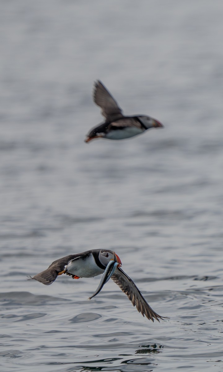 Atlantic Puffin - ML594292811