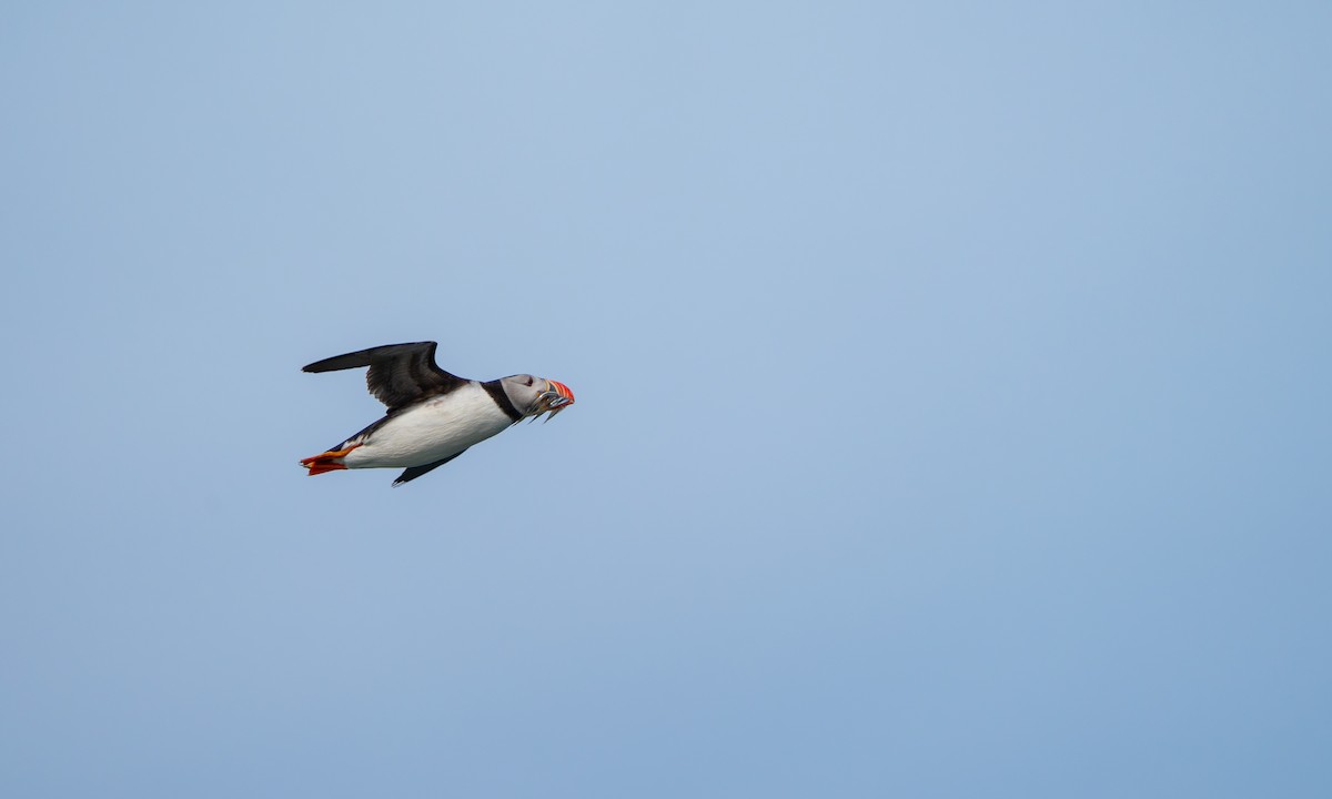 Atlantic Puffin - ML594292841