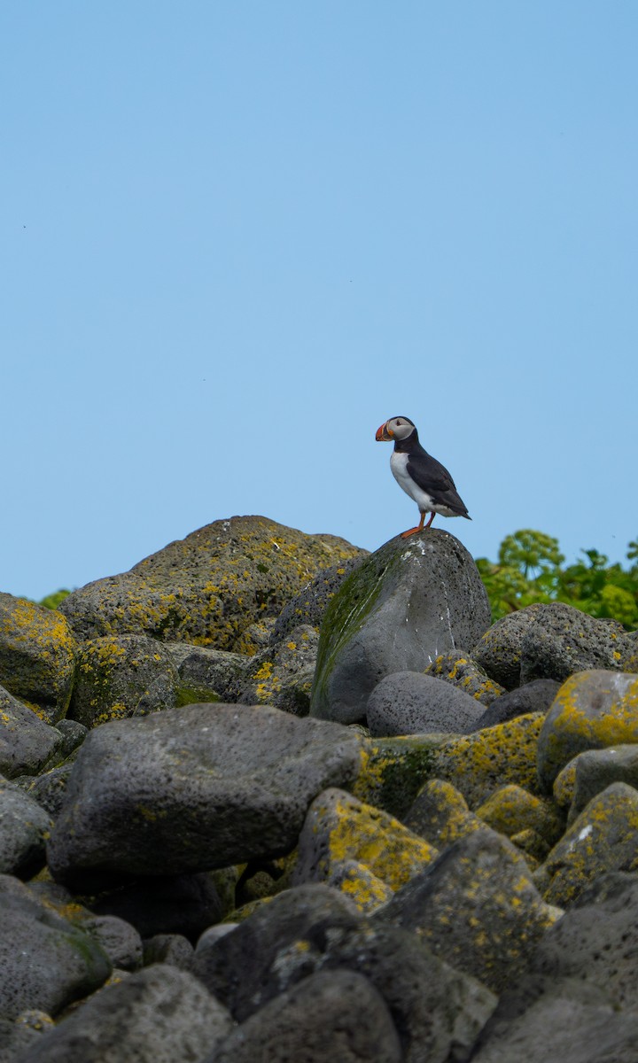 Atlantic Puffin - ML594292851