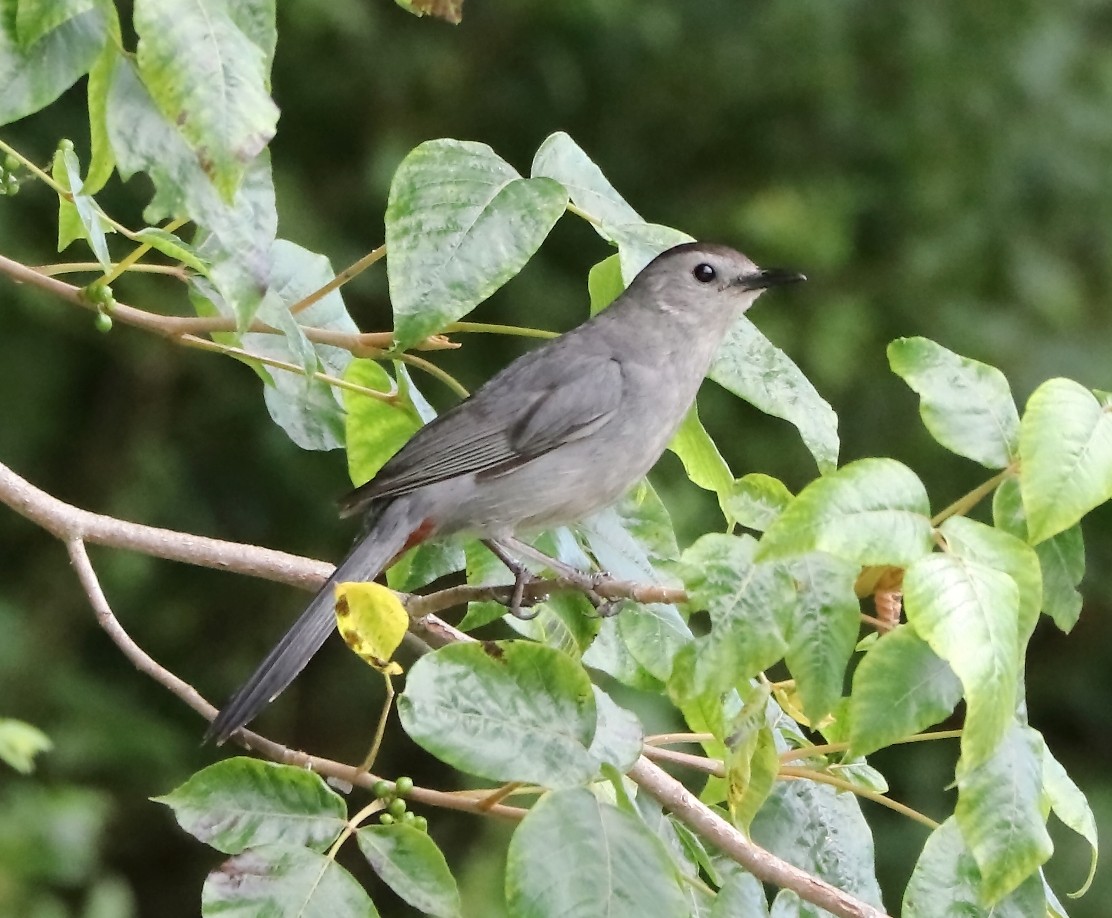 Gray Catbird - ML594292861