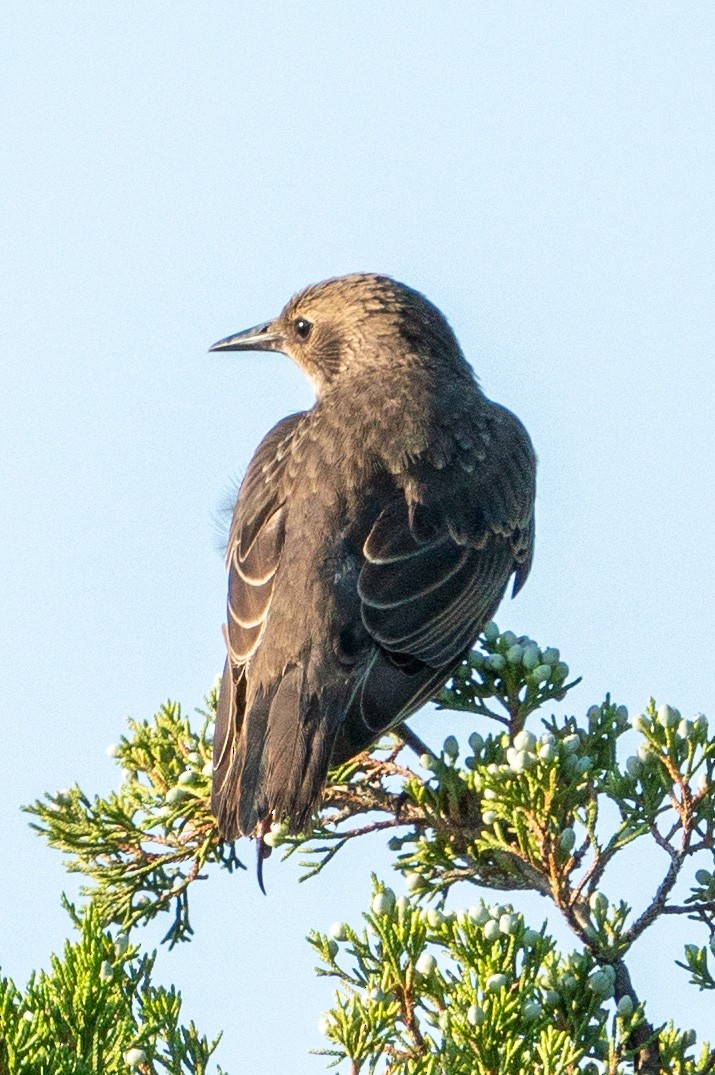 European Starling - ML594293551