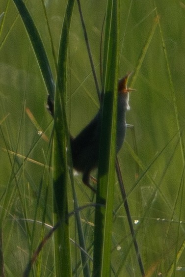 Marsh Wren - ML594293781