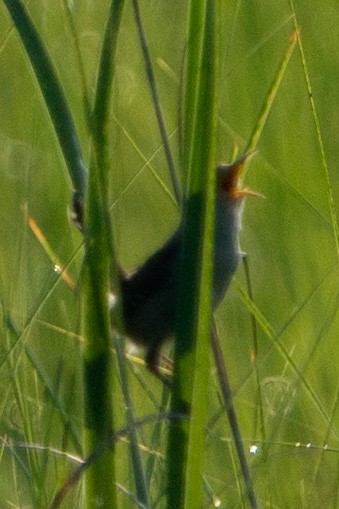 Marsh Wren - ML594293801