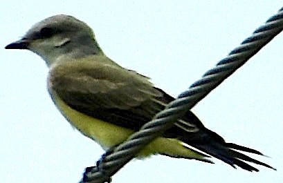 Western Kingbird - ML594293931