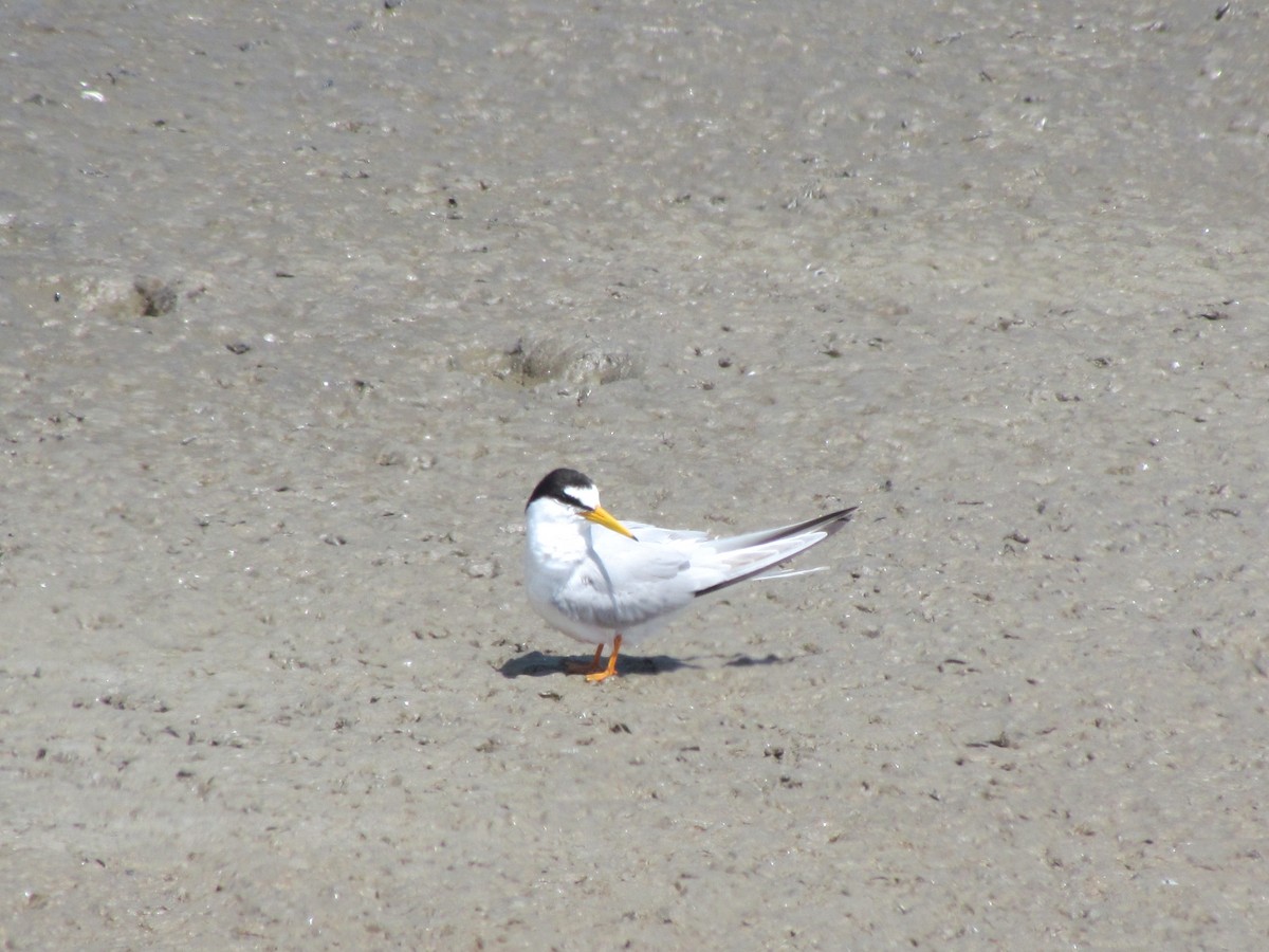 Little Tern - ML59429411