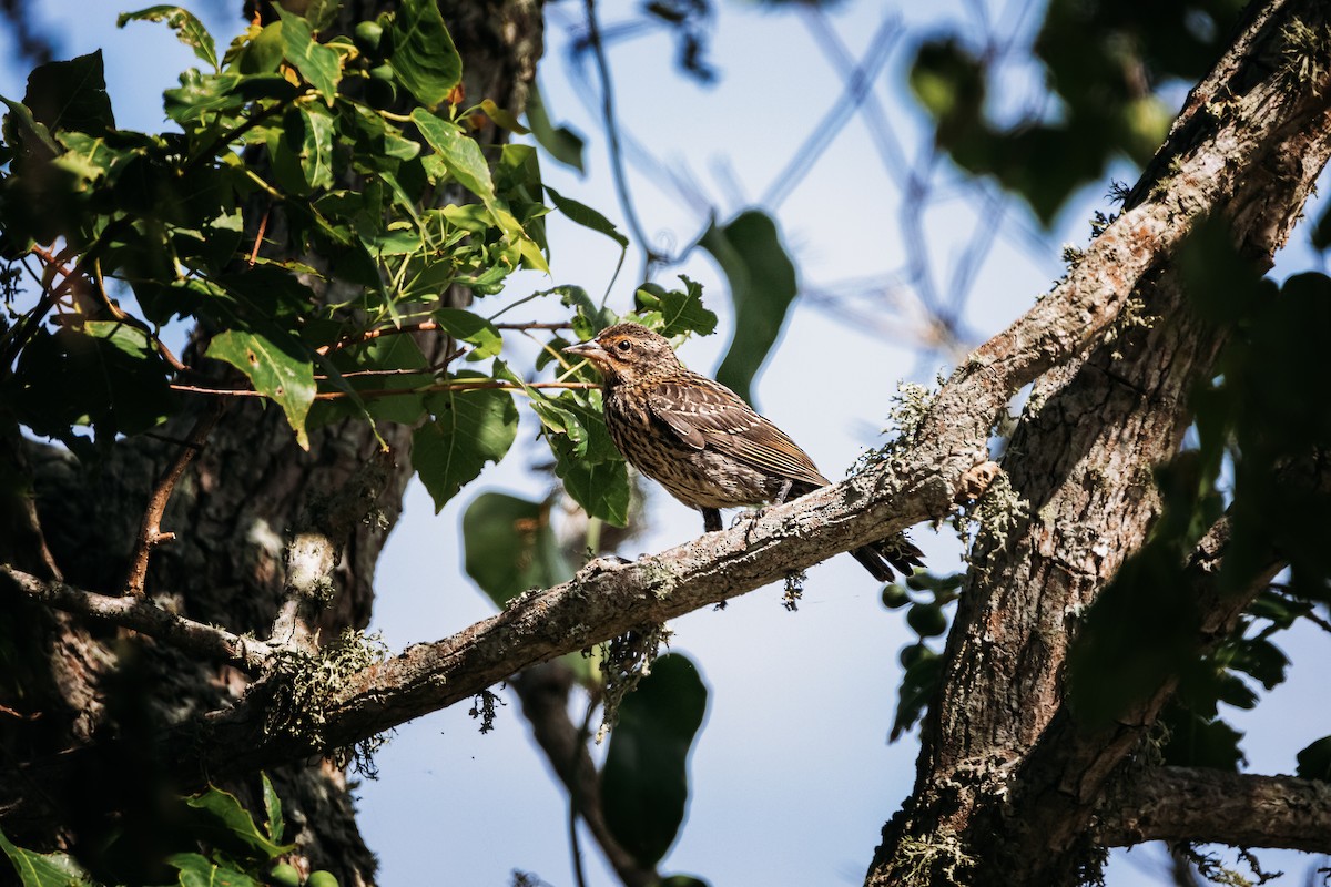 Red-winged Blackbird - ML594294461